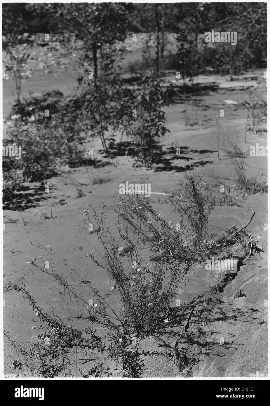 Le pinceau indien (Castilleja) est une fleur sauvage connue pour ses fleurs rouges éclatantes qui s'estompent dans une pointe blanc jaunâtre. Sa tige verte est caractéristique de la plante, communément trouvée en Amérique du Nord. Banque D'Images