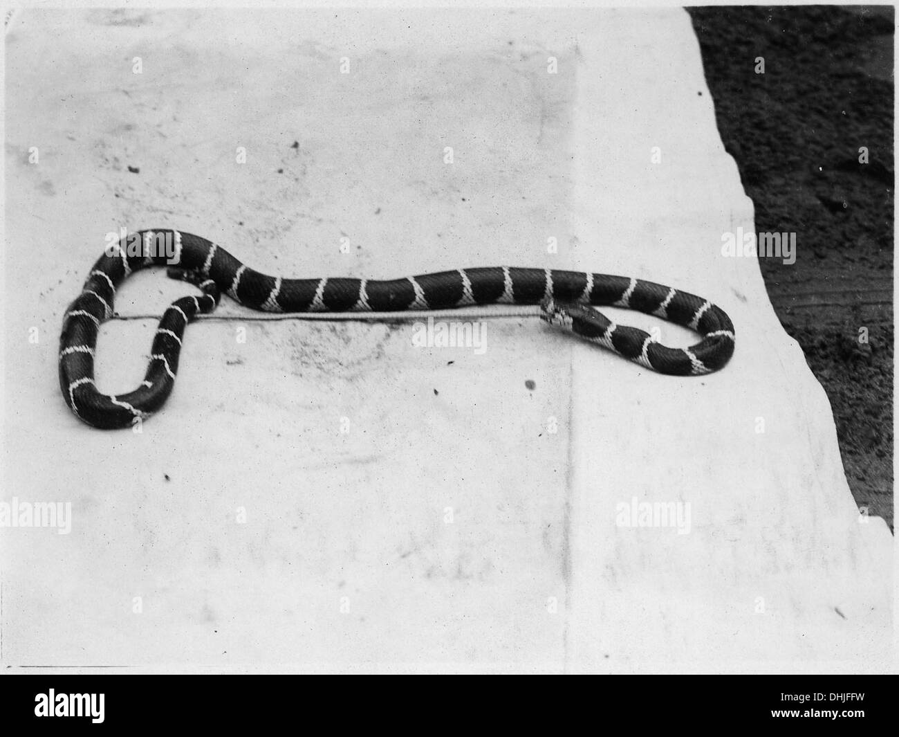 Un serpent royal est vu tuer et avaler un Racer rayé, une espèce de serpent non venimeux. L'image capture le comportement prédateur naturel du serpent royal dans son habitat. Banque D'Images