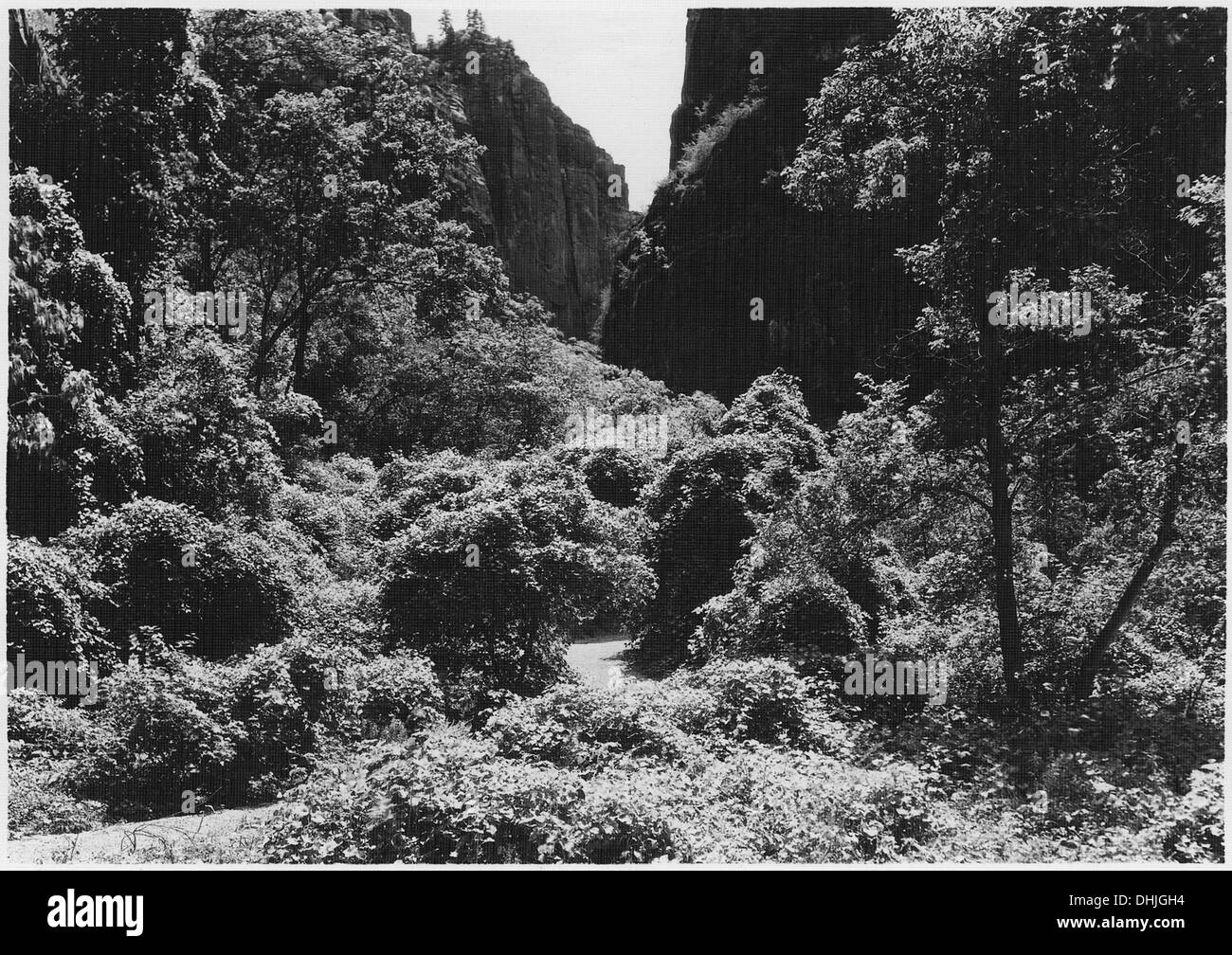 L'image représente une profusion de vignes sauvages poussant dans le canyon supérieur au-dessus du temple de Sinawava, près du sentier étroit, mettant en valeur la végétation naturelle de la région. Banque D'Images