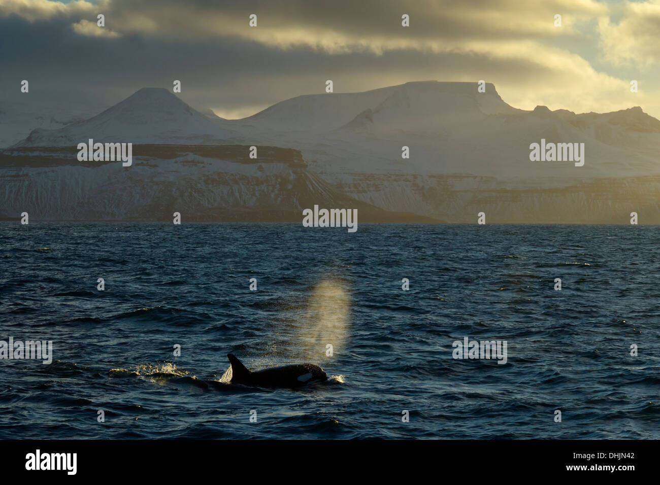 La respiration de l'épaulard en face de la côte islandaise au coucher du soleil. Banque D'Images
