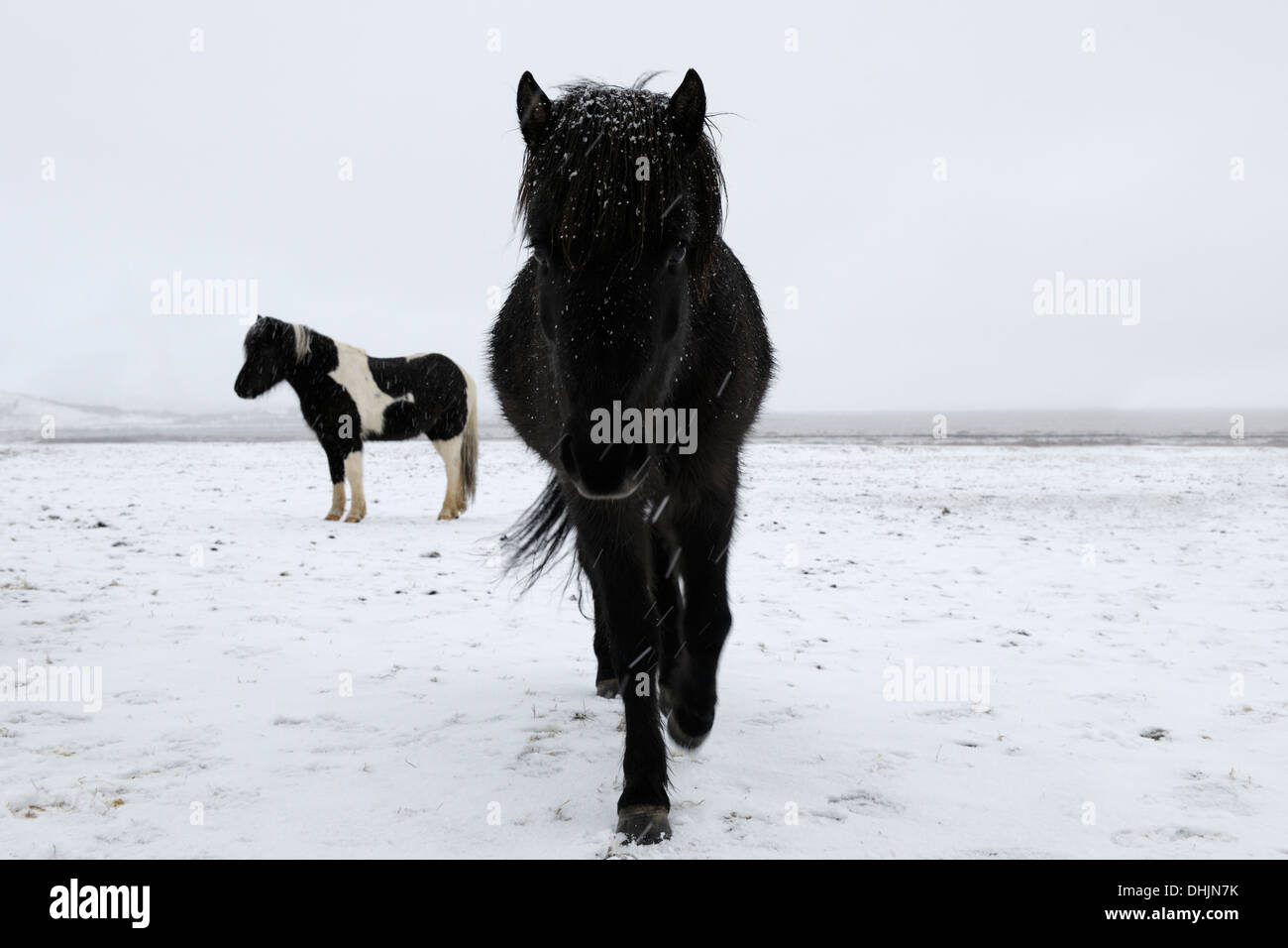 Cheval islandais en paysage couvert de neige. Banque D'Images