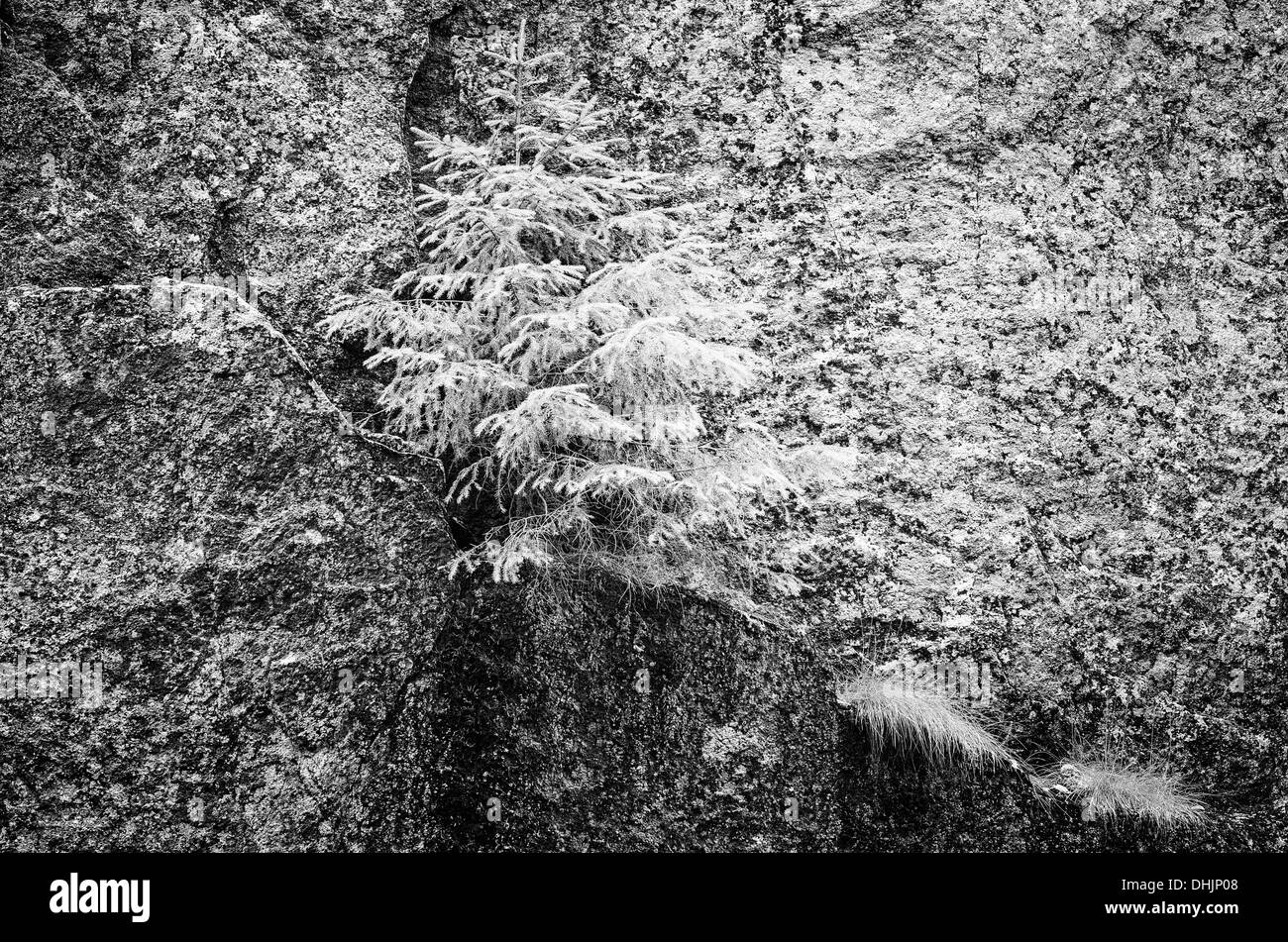 Epicéa sur une falaise, le parc NP, Suède Banque D'Images
