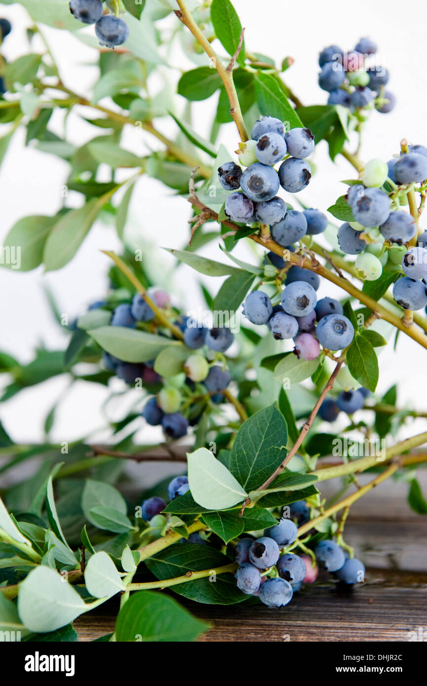 Myrtilles mûres, bleuets, prêts pour la cueillette, la récolte, les fruits Banque D'Images