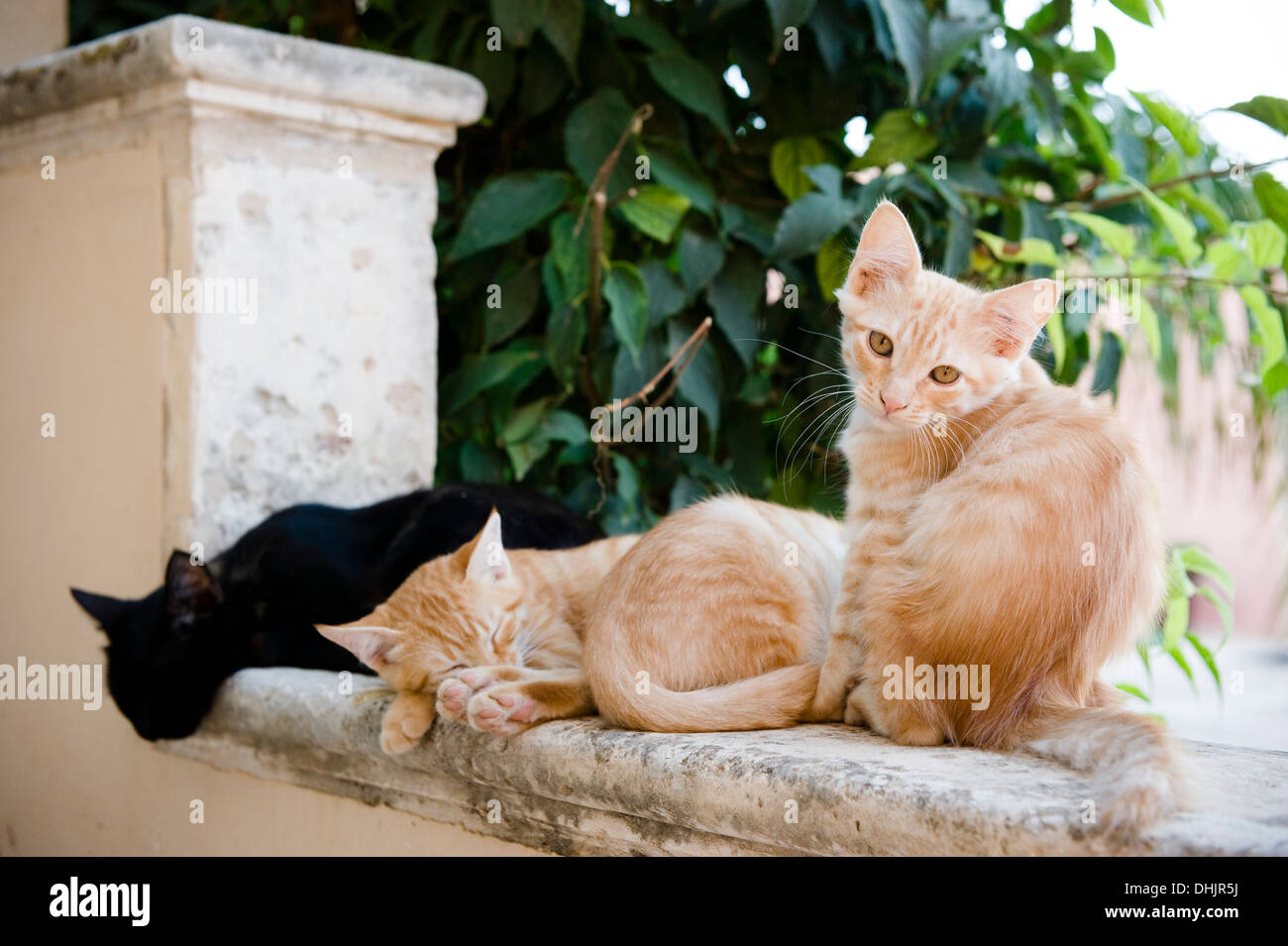 Chatons assis sur un mur, chats, Sicile, Italie Banque D'Images