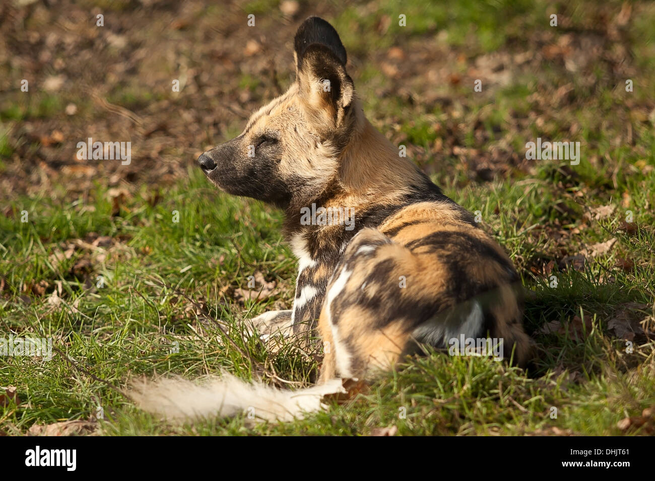 Le chien de chasse au repos Banque D'Images