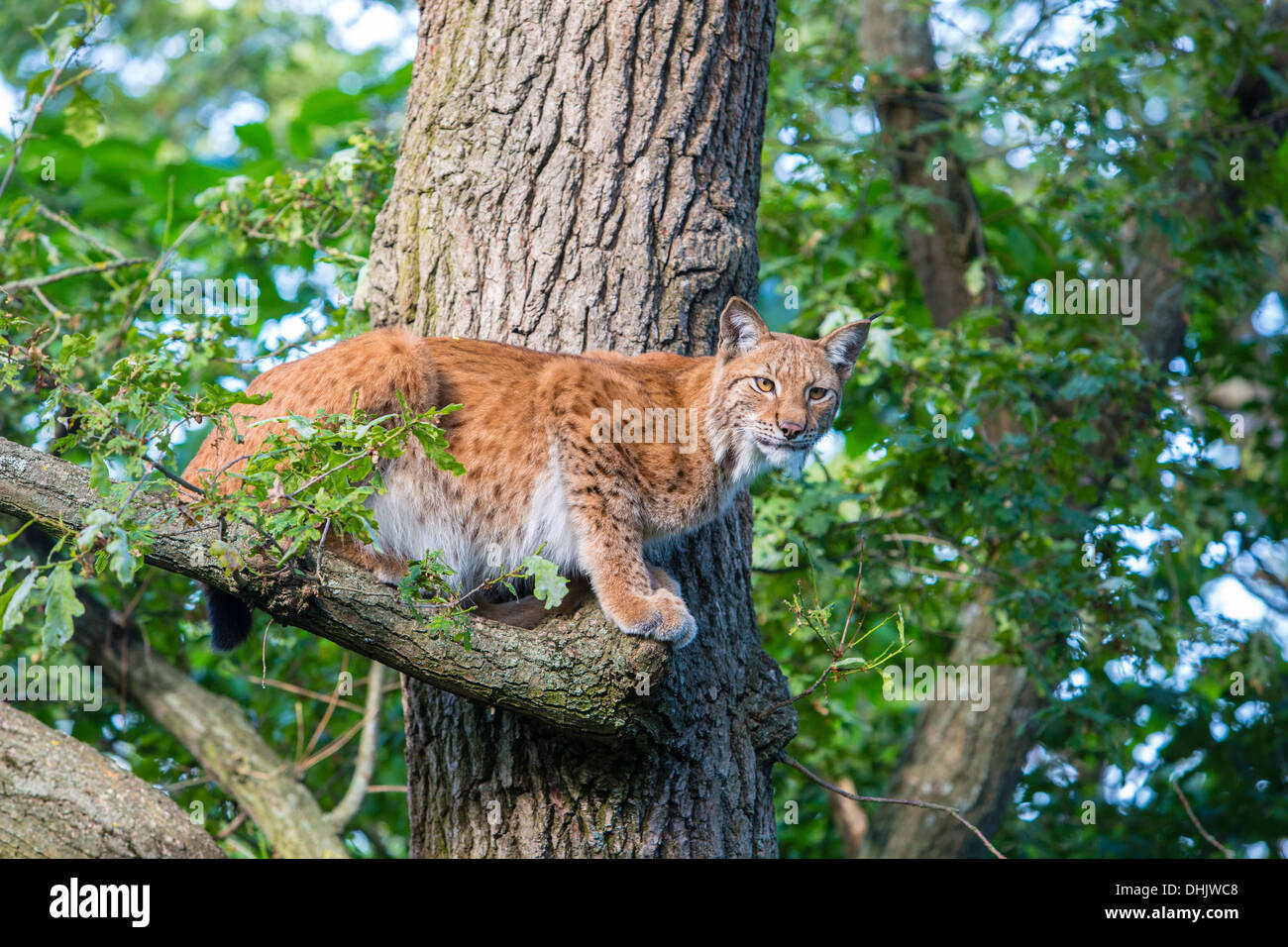 Lynx sur un arbre, Skalen zoo, Stockholm, Suède, Europe Banque D'Images