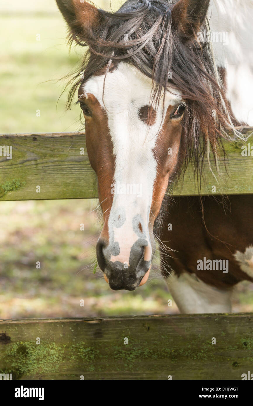 Un cheval de couleur marron et blanc à une clôture Banque D'Images