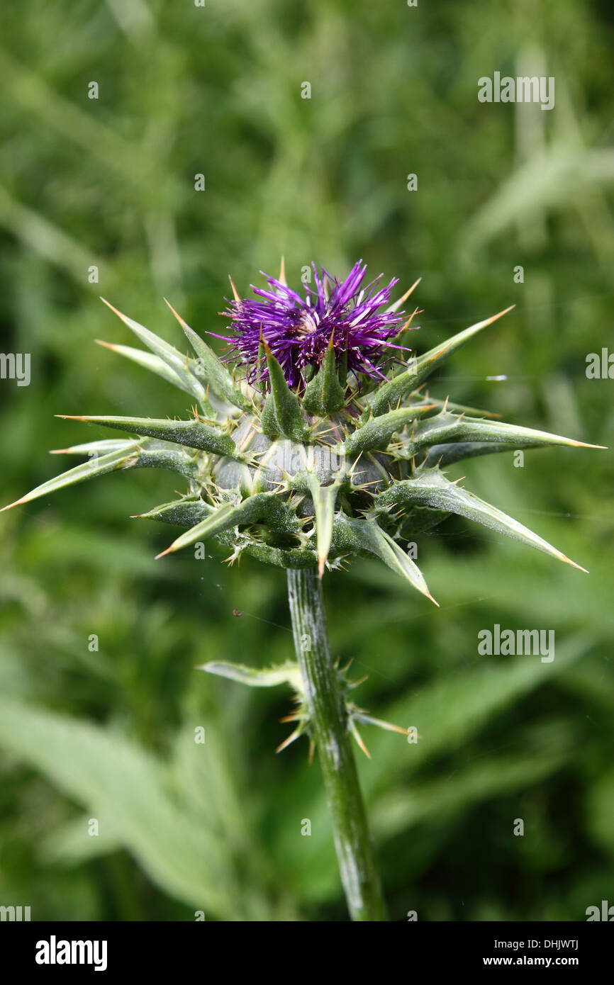 Le chardon en fleur Banque D'Images