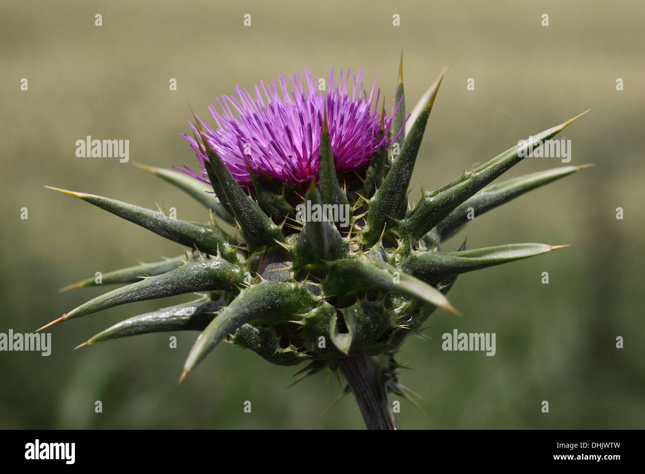 Le chardon en fleur Banque D'Images