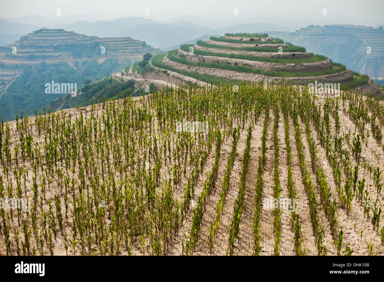 Les champs en terrasses à flanc de colline, dans la province du Shanxi en Chine Banque D'Images