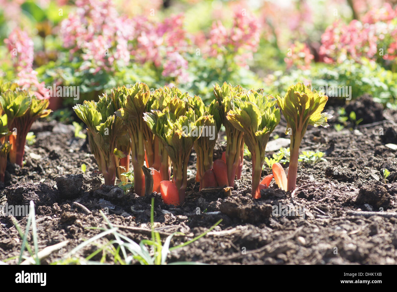 Pivoine Banque D'Images