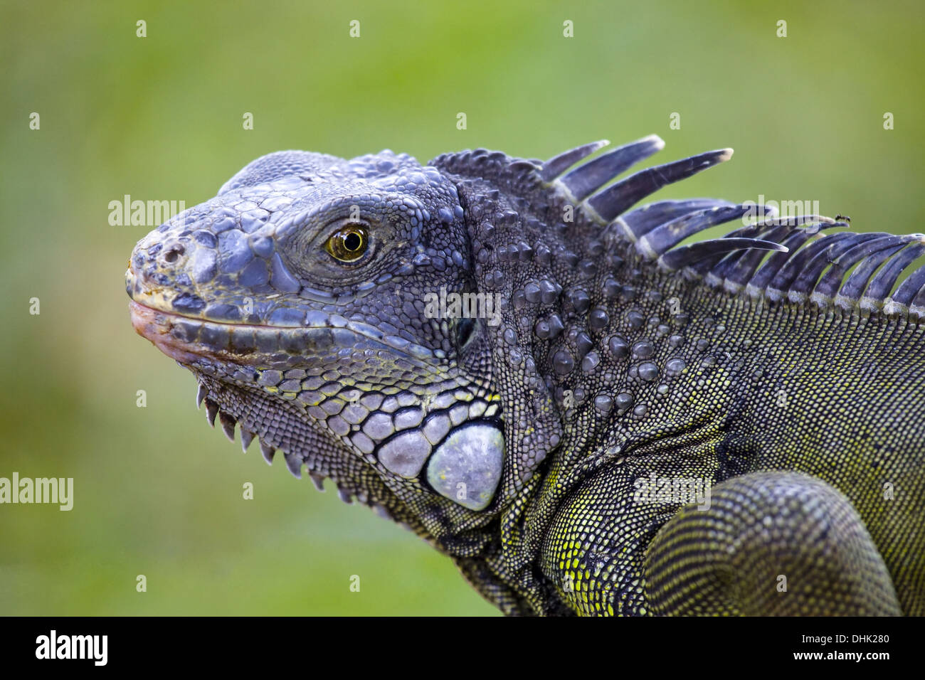 Grand iguane Banque D'Images