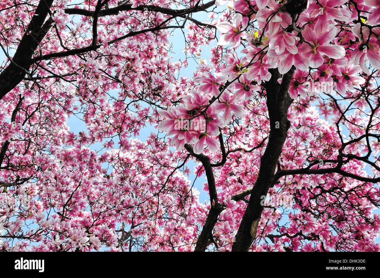 Rêve de printemps fleurs de Magnolia Banque D'Images