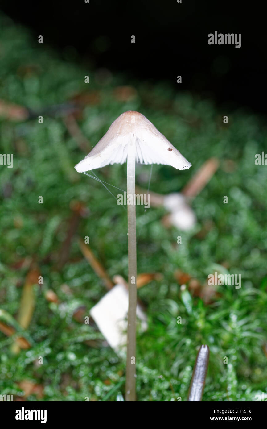 Goutte de lait-Mycena, traire Bonnet, Mycena galopus, Alpes, France Banque D'Images