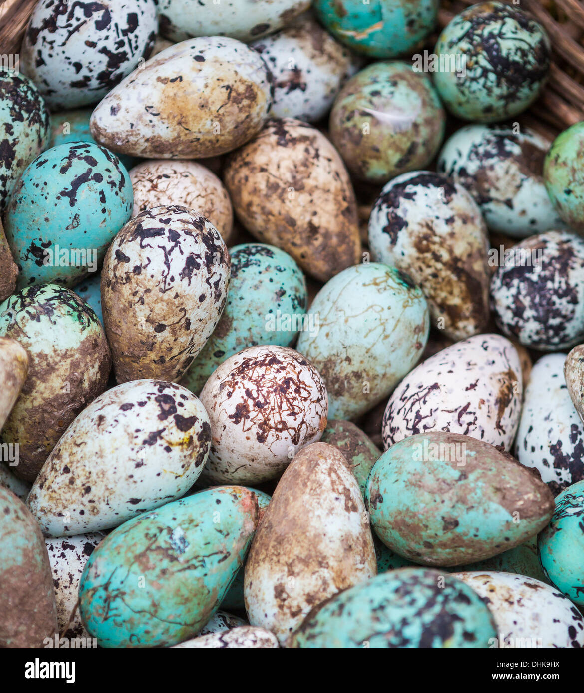 Guillemot commun, oeufs (Uria aalge), Islande, Ingolfshofdi Banque D'Images