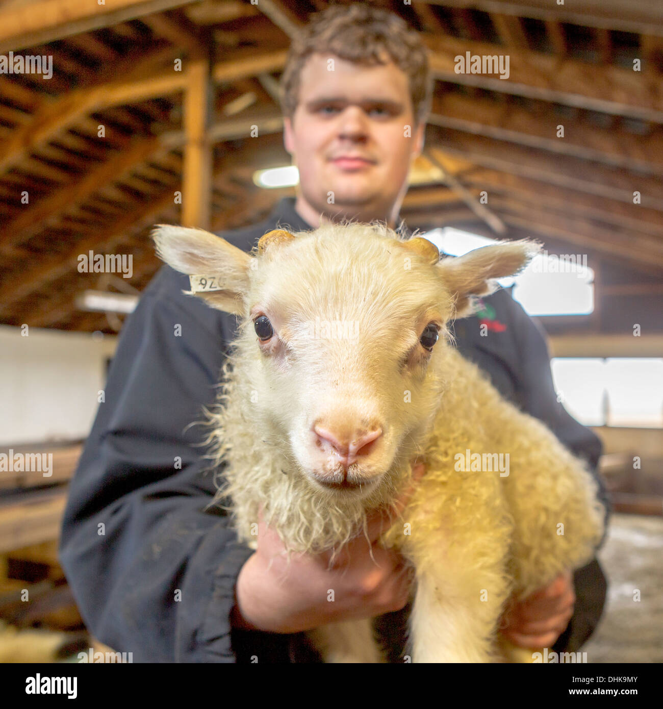 Farmer holding agneau nouveau-né, de l'Est, l'Islande Banque D'Images