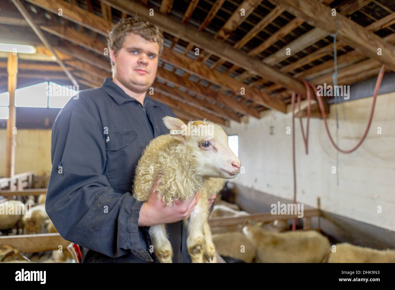 Farmer holding agneau nouveau-né, de l'Est, l'Islande Banque D'Images