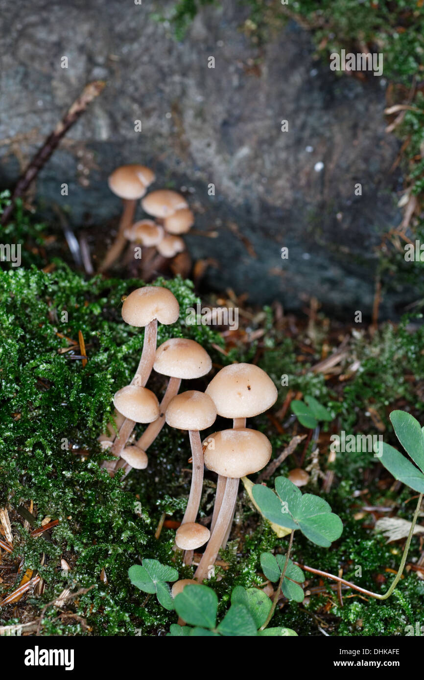Hifoloma Hypholoma capnoides, champignons, Alpes, France Banque D'Images