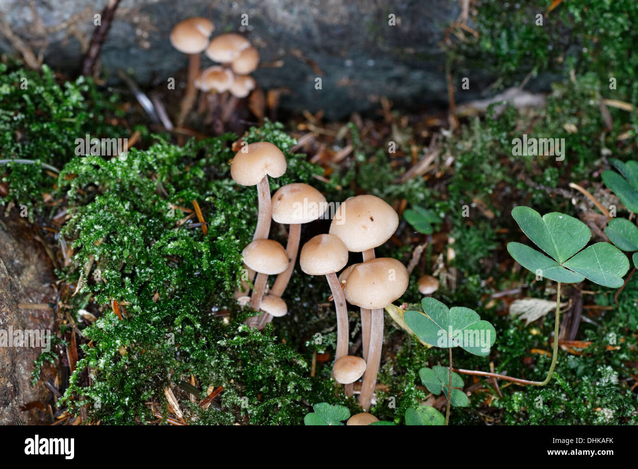 Hifoloma Hypholoma capnoides, champignons, Alpes, France Banque D'Images