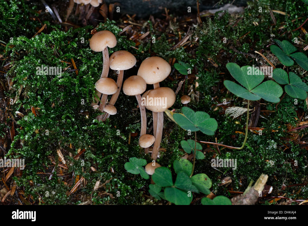 Hifoloma Hypholoma capnoides, champignons, Alpes, France Banque D'Images