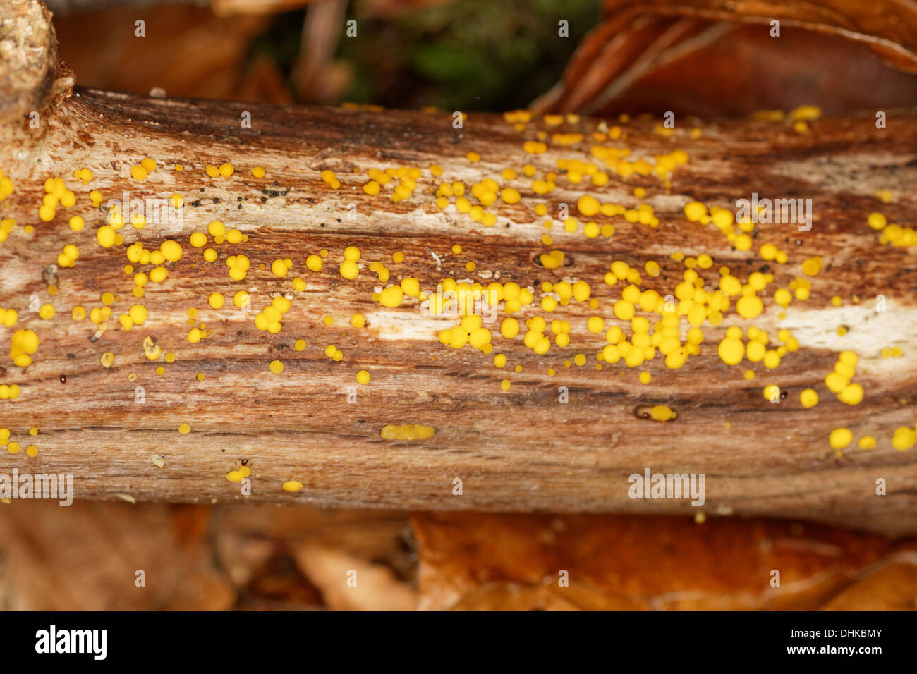 Les champignons Bisporella citrina, organes de fructification, tombé sur branche. Banque D'Images