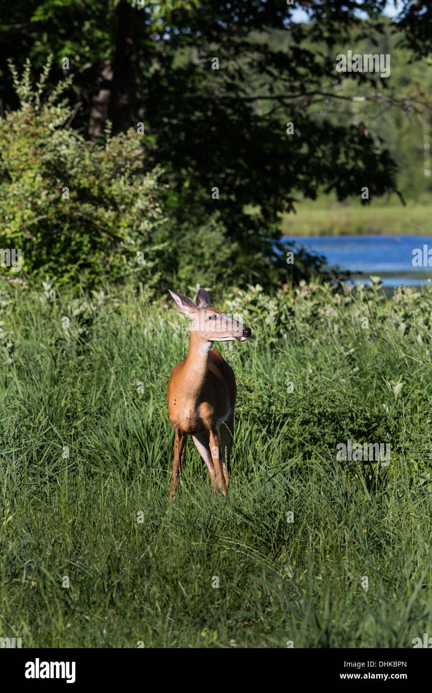 Le cerf de Virginie (Odocoileus virginianus) Banque D'Images