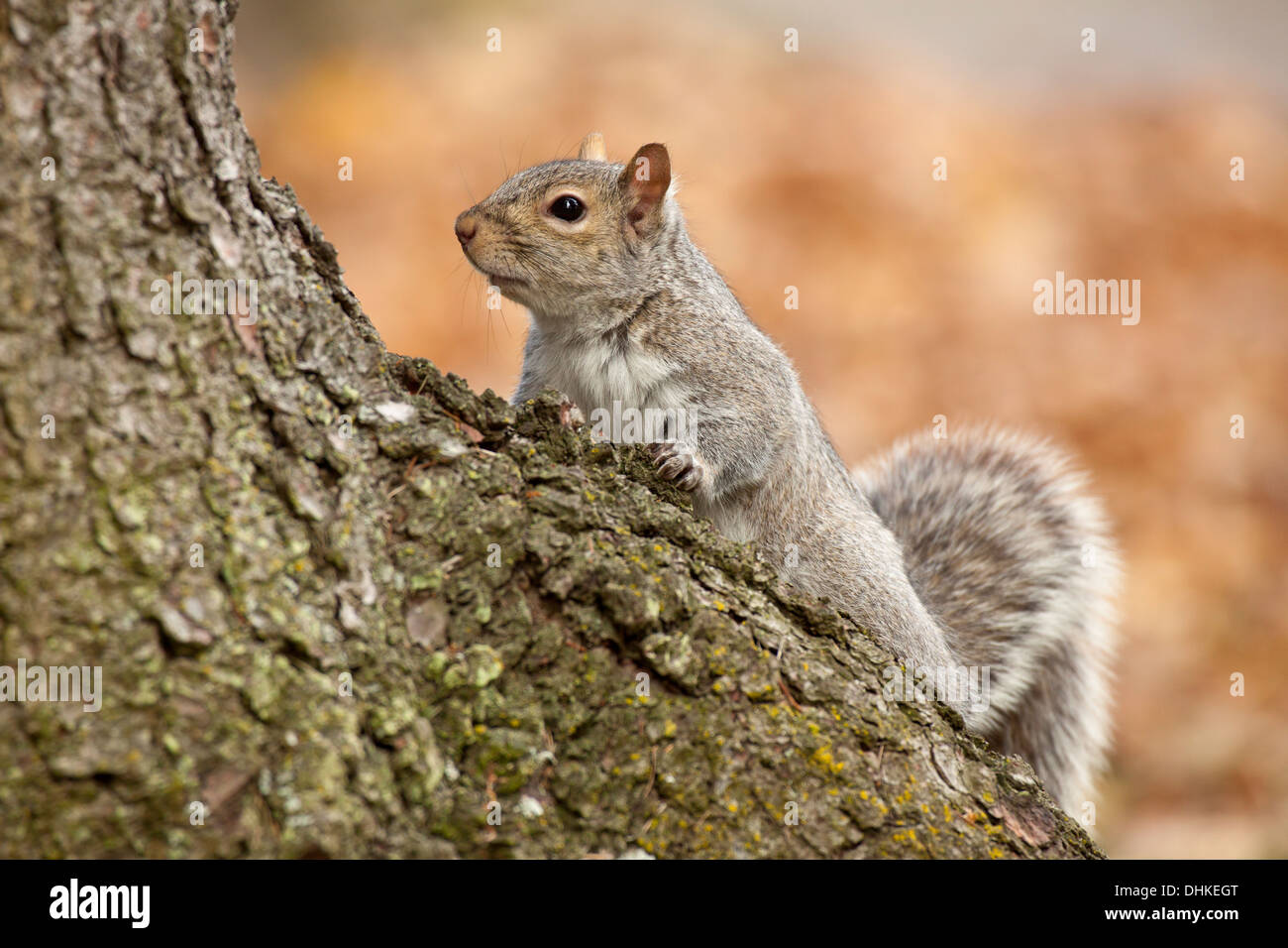 L'écureuil gris de l'escalade jusqu'à l'automne grand arbre-Victoria, Colombie-Britannique, Canada. Banque D'Images