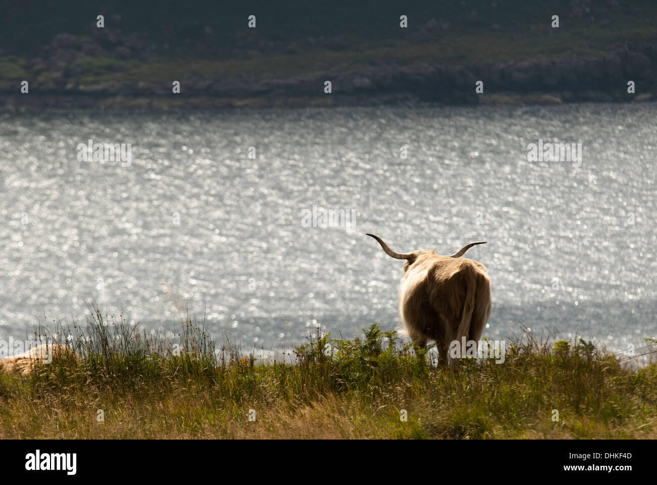 Paysage de highland vache avec mer en arrière-plan Banque D'Images