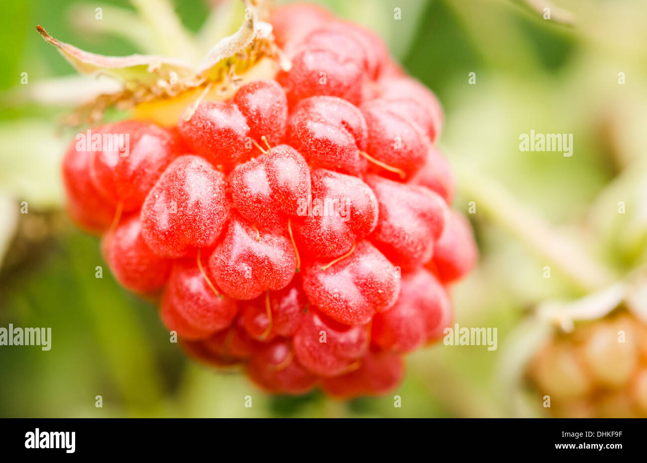 Sur une branche verte de framboise Banque D'Images