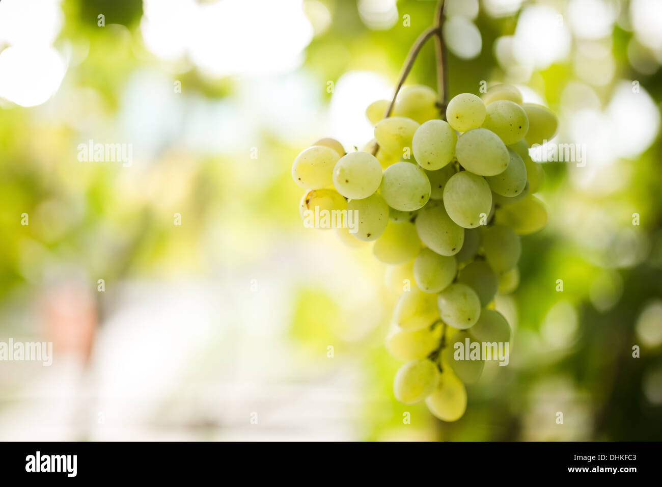 Raisins verts sur vine Banque D'Images