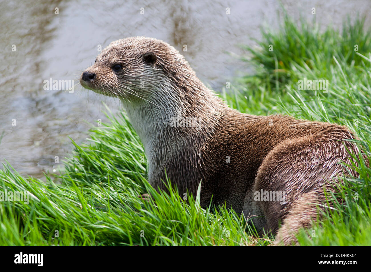 Loutre d'Europe sur le rivage, UK (Lutra lutra) Printemps Banque D'Images