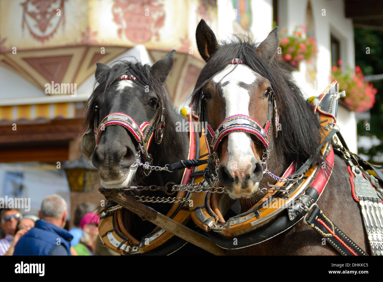 Poitrail Et Rênes Pour Cheval De Défilé Ou Spectacle équestre - Matériel D'occasion