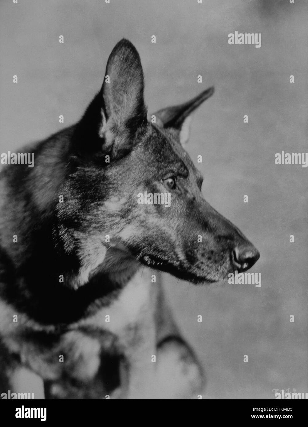 Rin-Tin-tin (1918-1932), Berger Allemand mâle Film Star canine, Portrait Banque D'Images