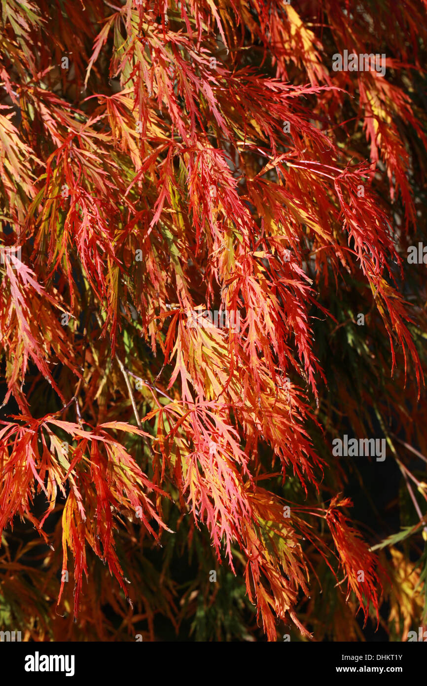 Japanese Maple, Acer palmatum, Aceraceae. Sapindaceae. Dans la couleur en automne. Banque D'Images