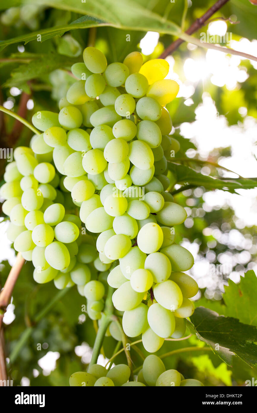 Raisins sur la vigne Banque D'Images