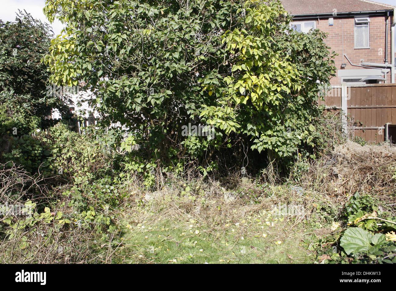 Jardin de lilas Syringa vulgaris Banque D'Images