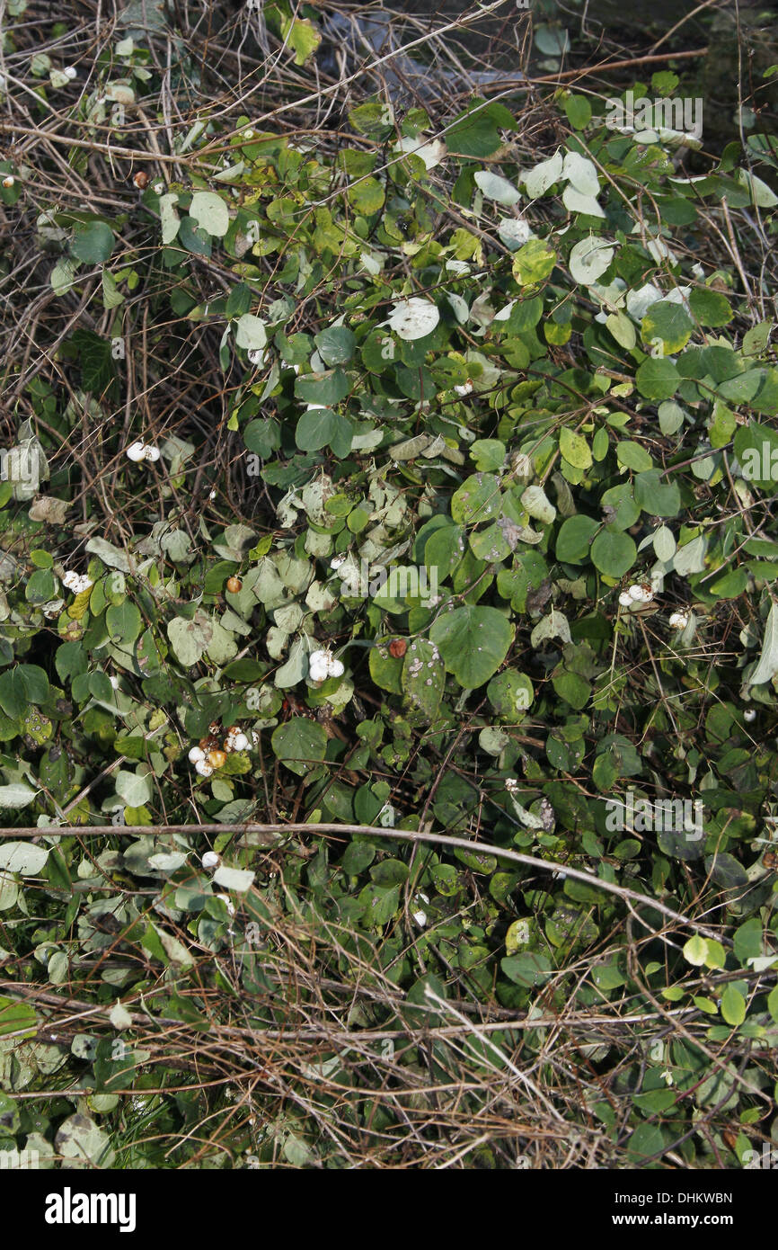 La symphorine abattu des buissons dans jardin Symphoricarpos albus laevigatus Banque D'Images