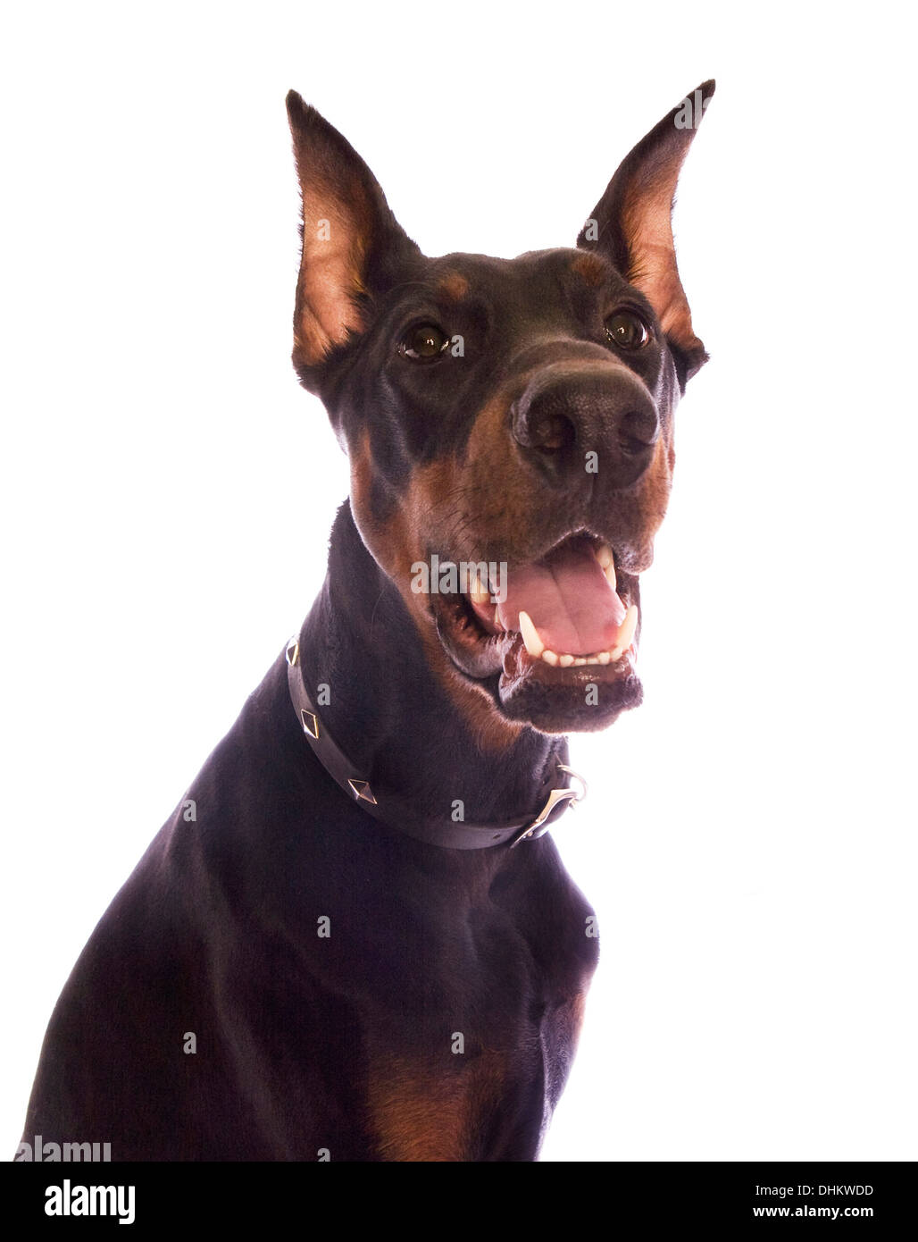 Dobermann dog head shot isolated on white Banque D'Images