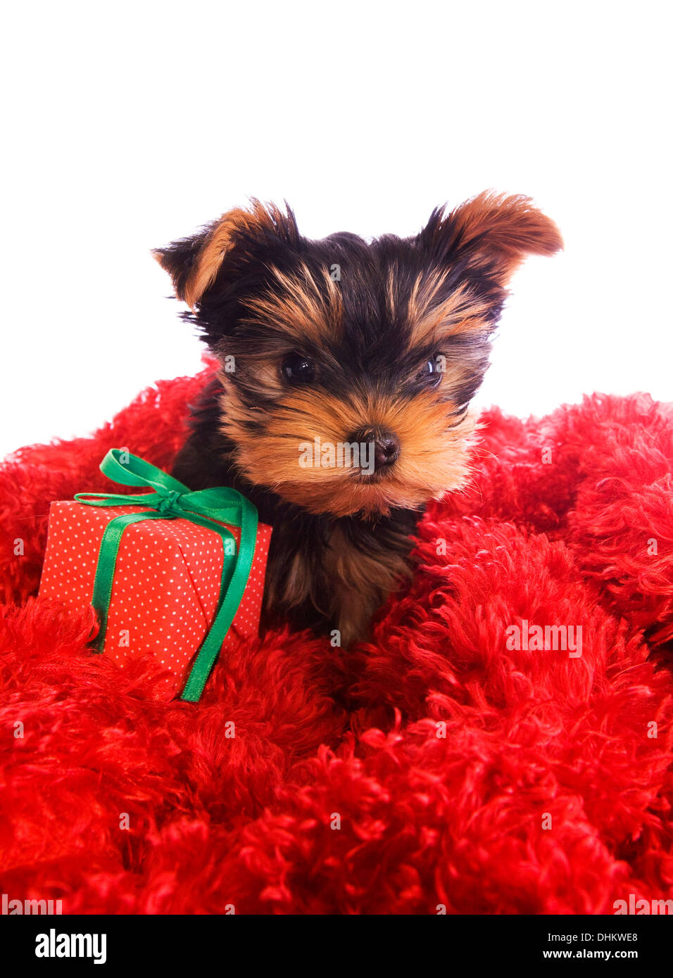Yorkshire Terrier puppy sur rouge avec boîte-cadeau isolated Banque D'Images