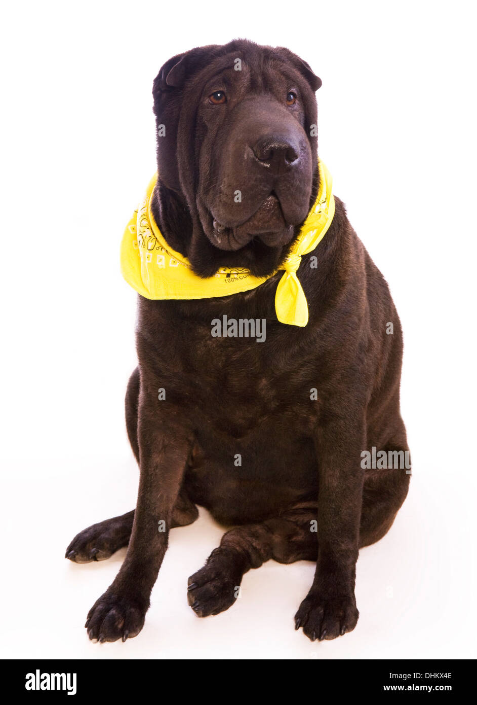 Shar Pei noir chien assis isolé sur fond blanc Banque D'Images