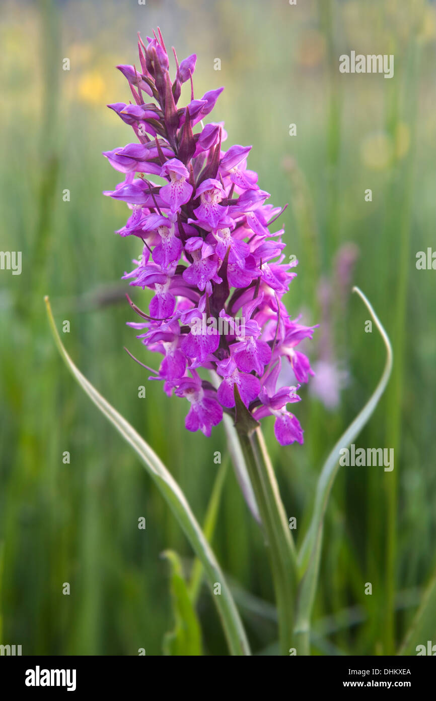 Orchidée pourpre dans une prairie de fleurs sauvages Banque D'Images