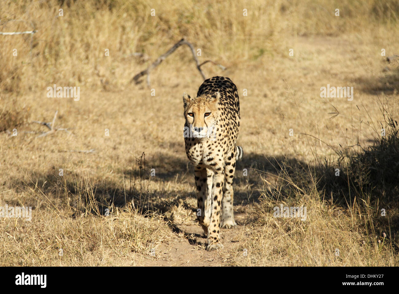 Le guépard sur le vagabondage dans la partie nord de la concession de l'Londolozi Sabi Sands Game Reserve Banque D'Images