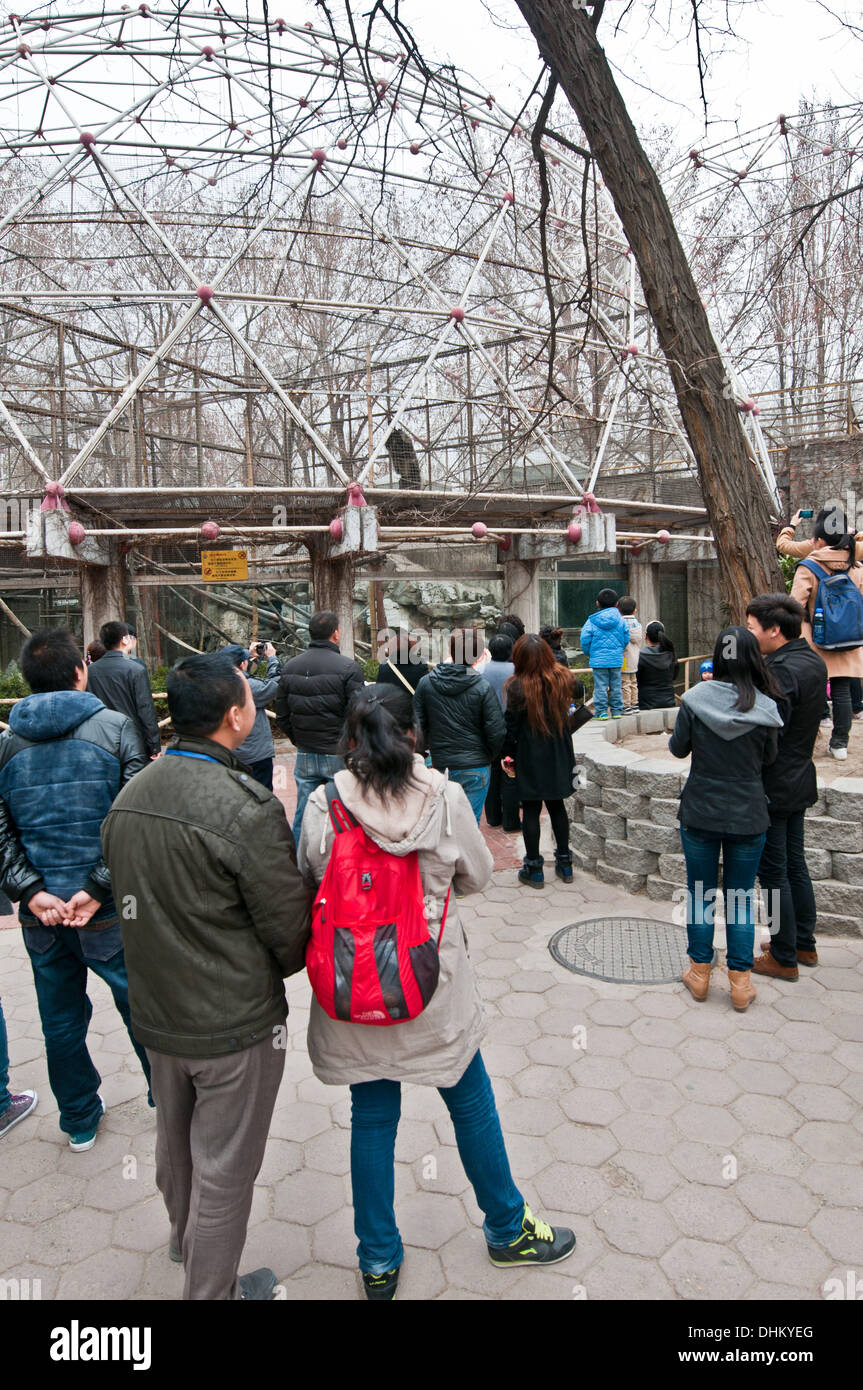 Le singe doré (Cercopithecus kandti) salon à Beijing Zoo de Fengtai District, Beijing, Chine Banque D'Images