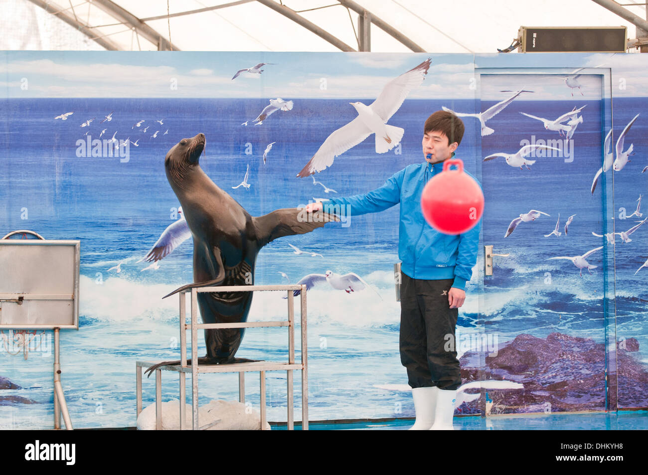 Le spectacle à Beijing Gongti Richina Underwater World aussi appelé Blue Zoo de Beijing, Chine Banque D'Images