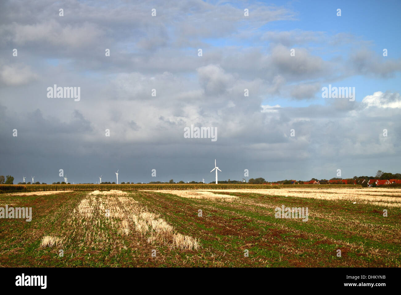 Après la récolte de maïs Banque D'Images