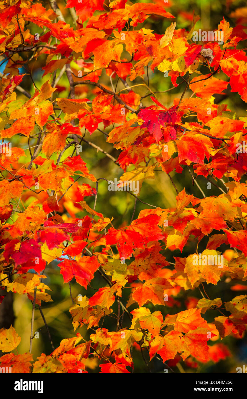 Couleurs d'automne dans les feuilles autour d'Elkhorn Lake en Colombie-Britannique, au Maryland. Banque D'Images