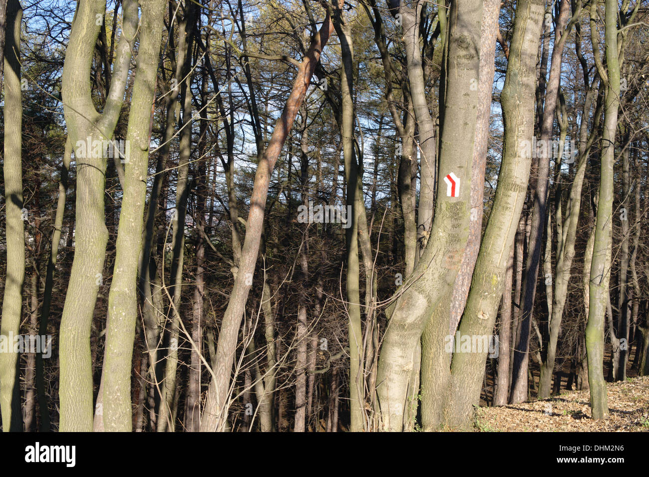 Dans la forêt pionnière Banque D'Images