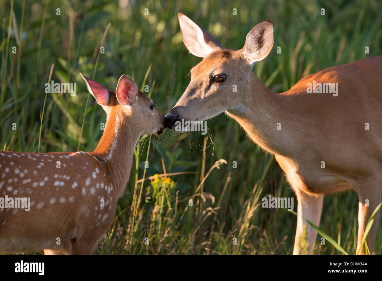 Le cerf de Virginie (Odocoileus virginianus) Banque D'Images