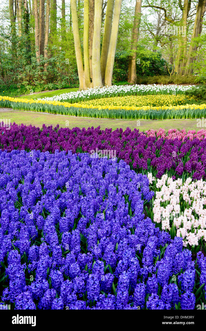 Domaine de jacinthes et narcis fleurs dans différentes couleurs jardins de Keukenhof à Lisse, 2013 Banque D'Images