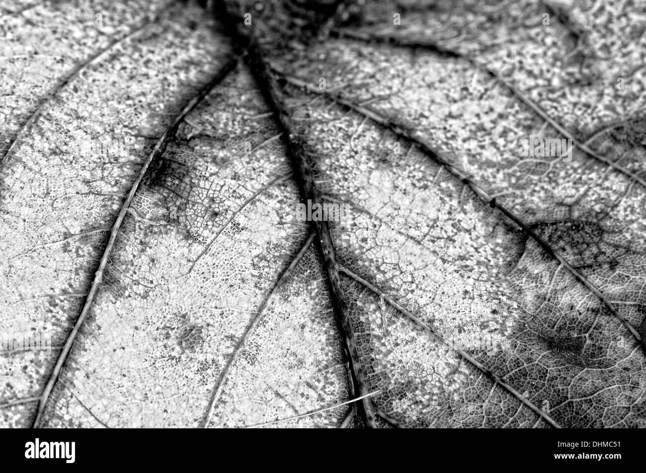 Cycle de la nature en noir et blanc Banque D'Images